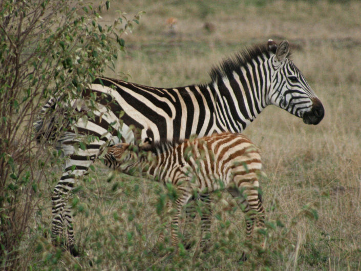 Grant's zebra