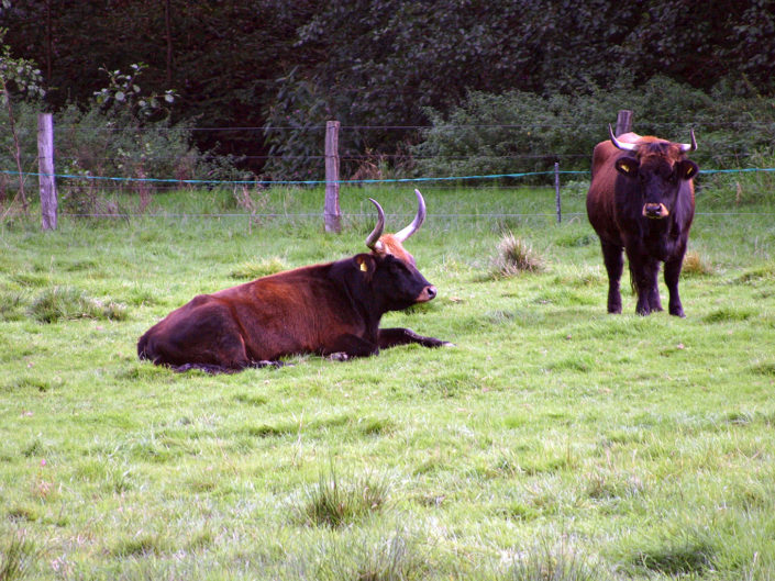 Heck cattle