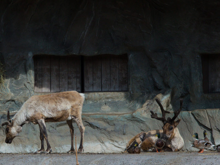 Reindeer