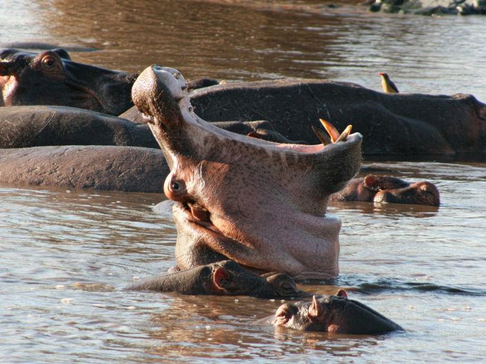 Hippopotamus