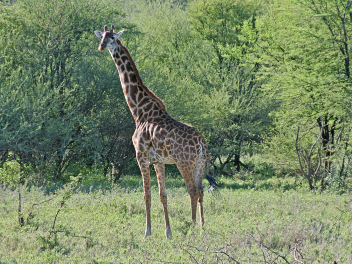 Masai giraffe