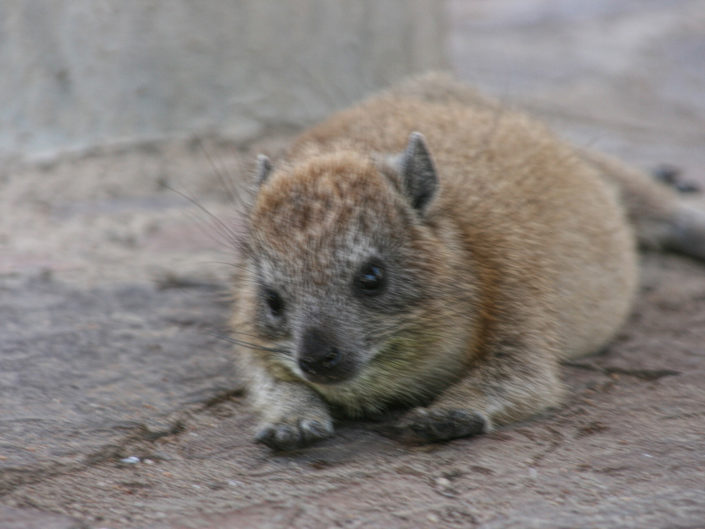 Yellow-spotted rock hyrax