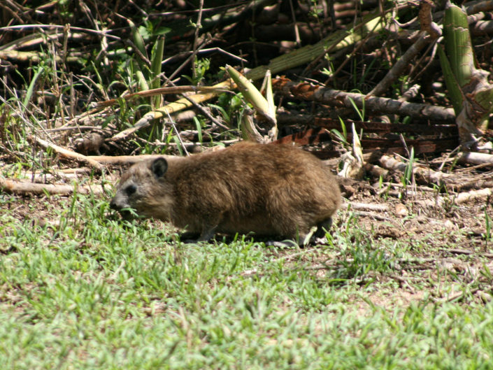 Yellow-spotted rock hyrax