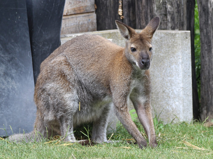 Red-necked wallaby