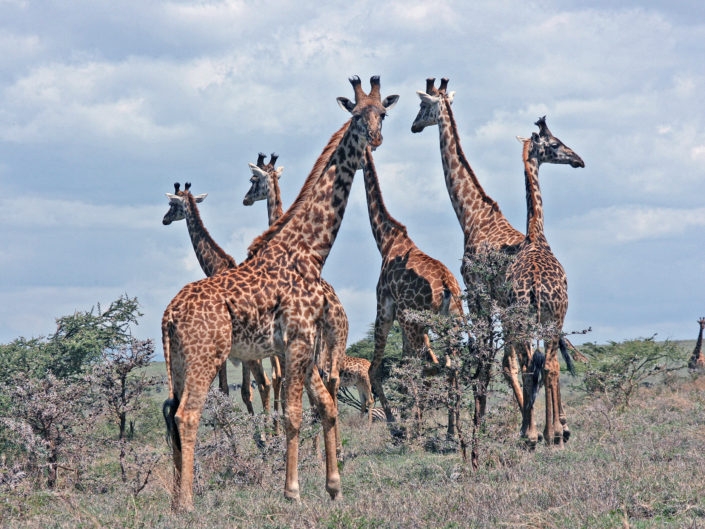 Masai giraffe