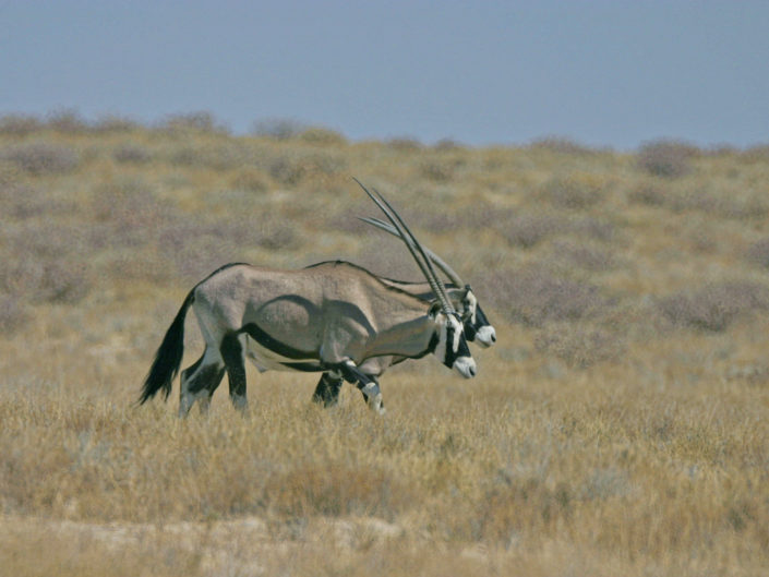 Gemsbok