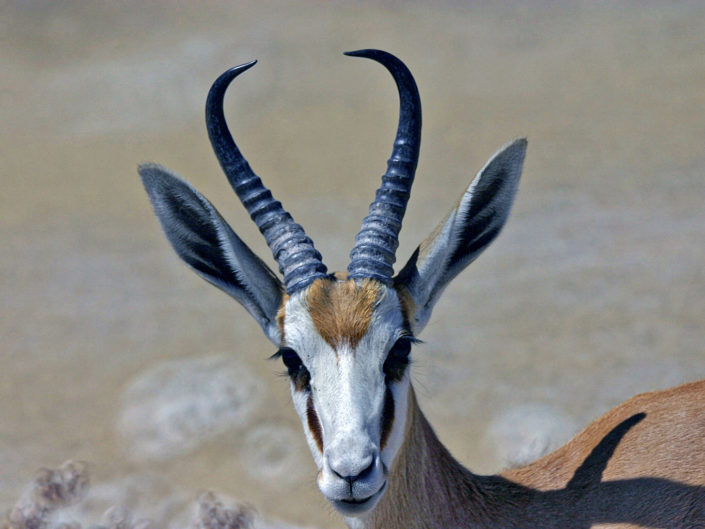 Springbok