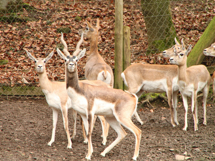Blackbuck