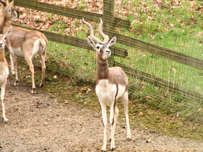 Blackbuck