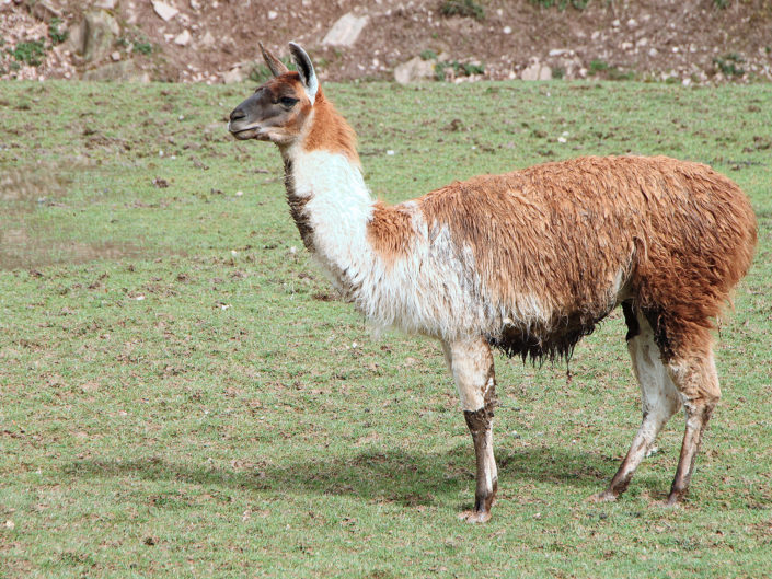 Lama