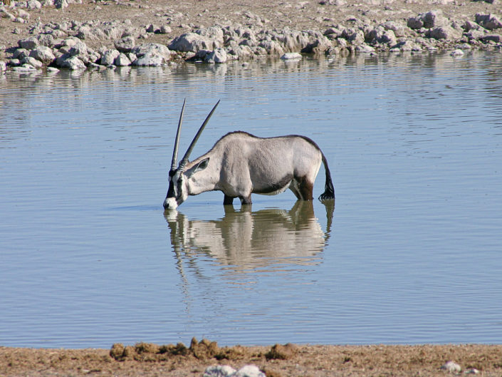 Drinking gemsbok