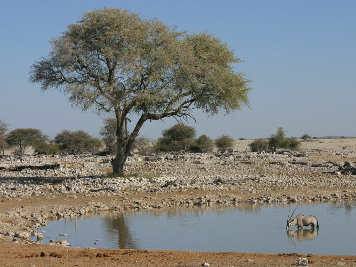 Gemsbok