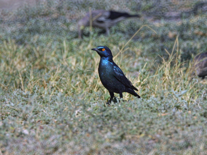 Cape starling