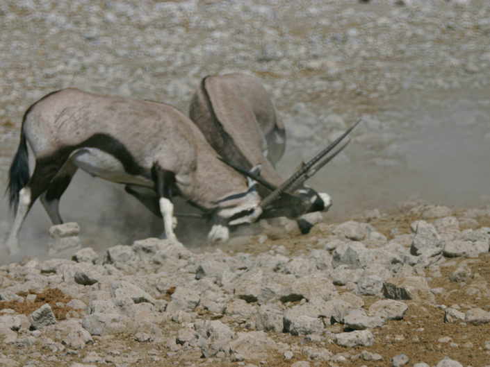 Fighting gemsboks