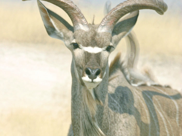 Greater kudu