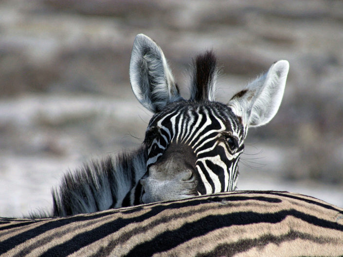 Burchell's zebra