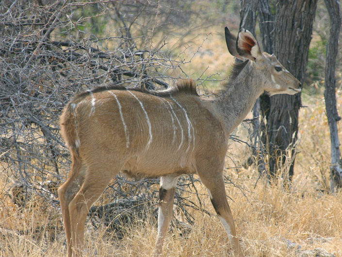 Greater kudu