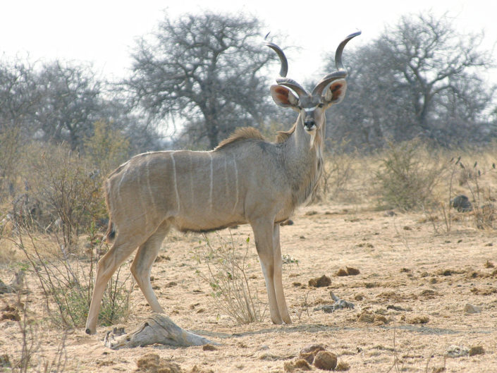 Greater kudu