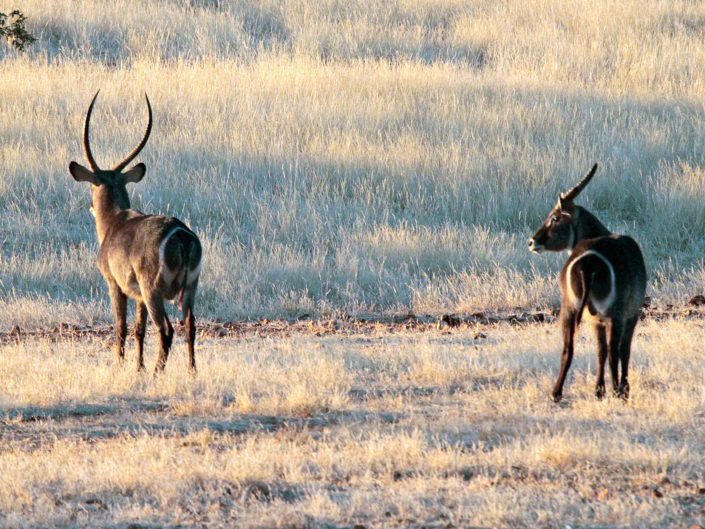 Ellipse waterbuck