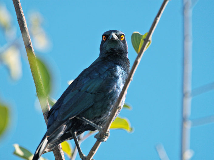 Cape starling