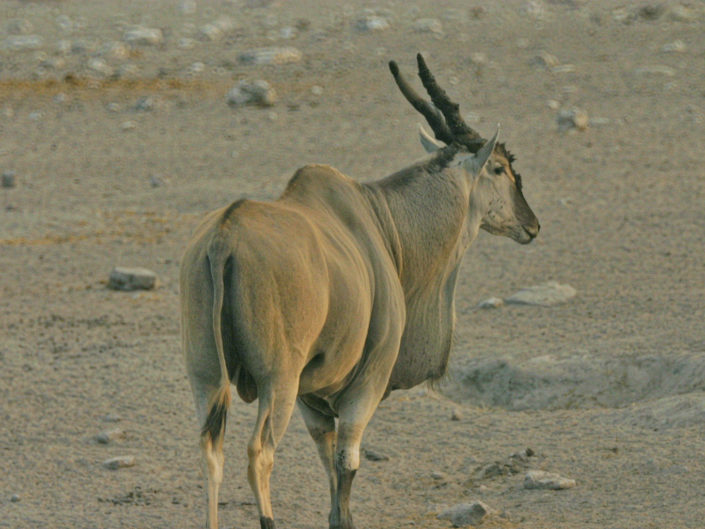 Common eland