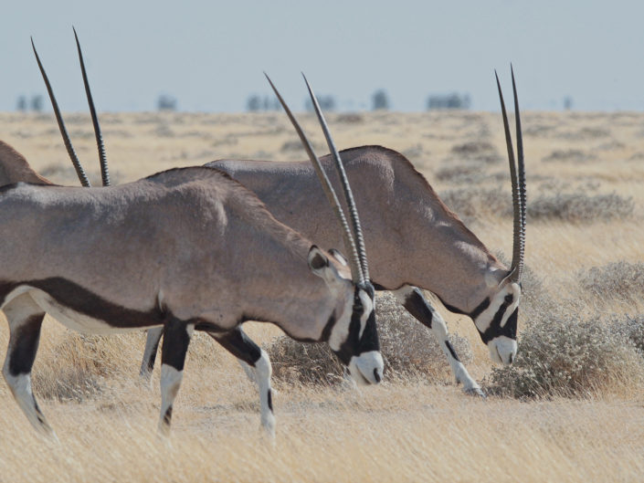 Gemsbok