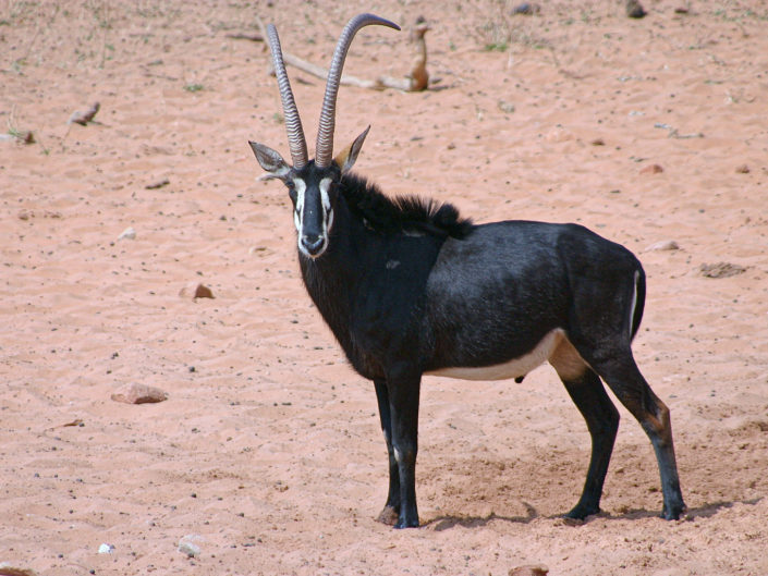 Sable antelope