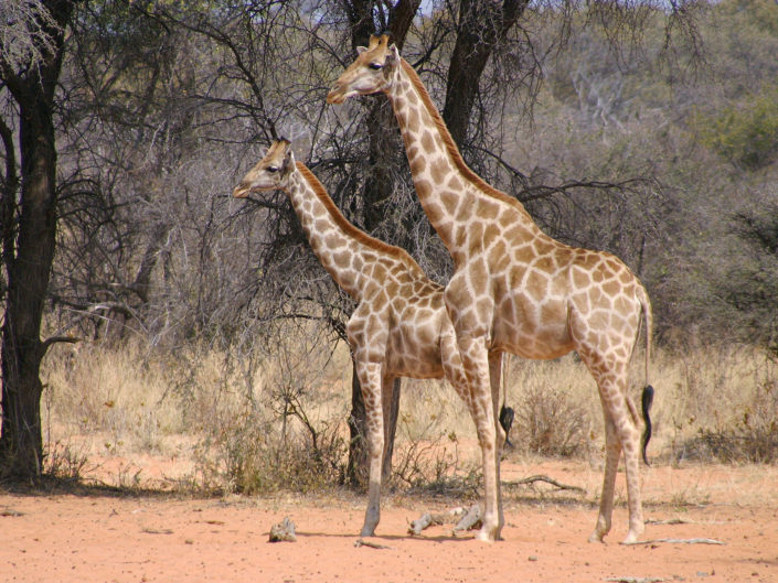 Angolan giraffe