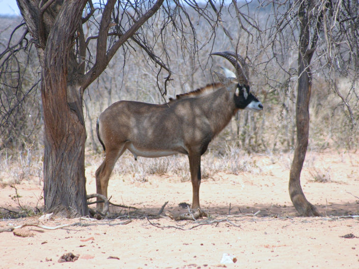 Roan antelope