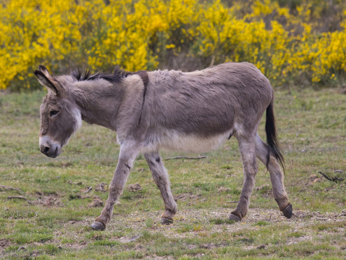 Cotentin donkey