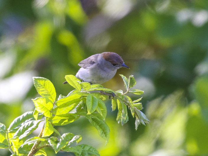 Eurasian blackcap