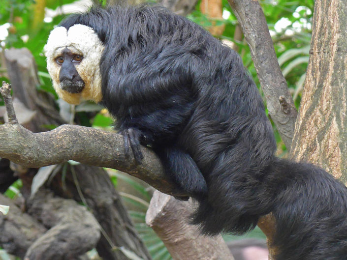 White-faced saki