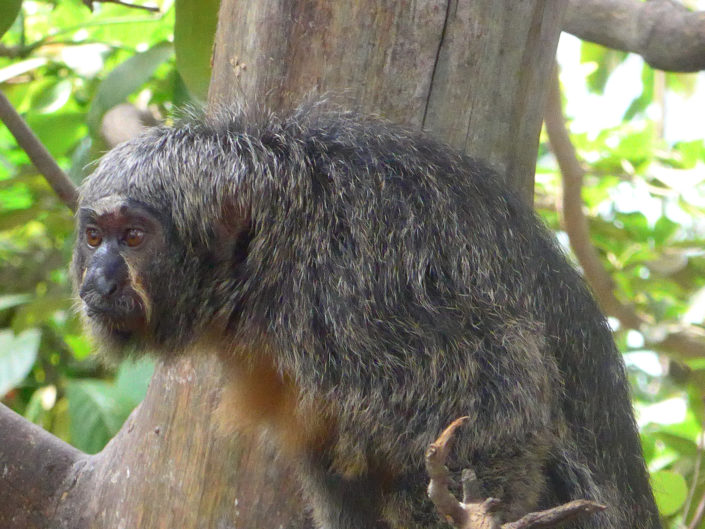 White-faced saki