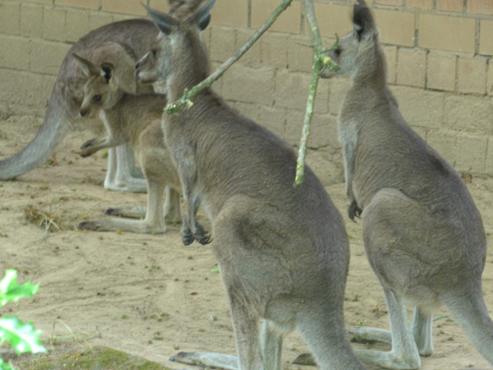 Eastern grey kangaroo