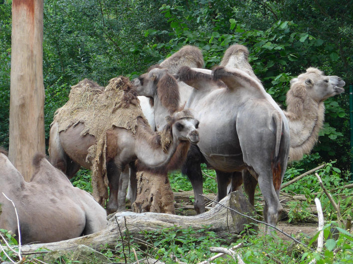 Bactrian camel