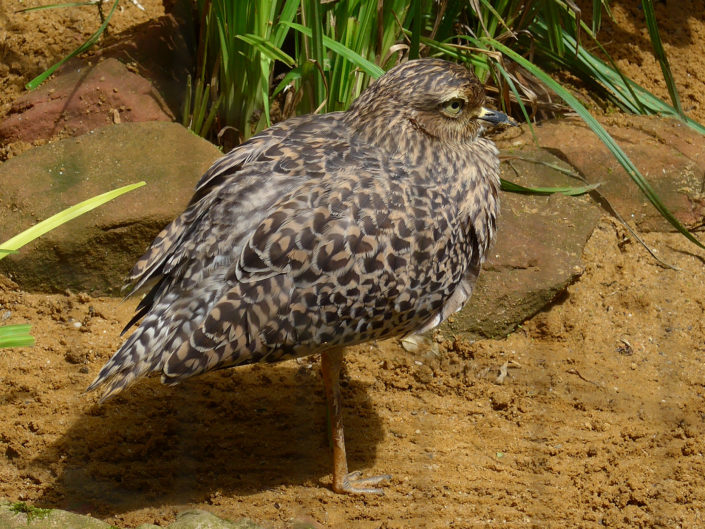 Spotted thick-knee