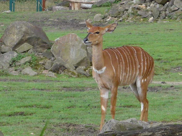 Nyala