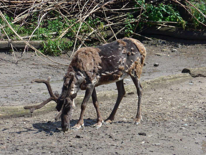 Reindeer