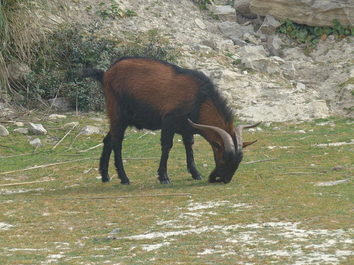 Mallorcan wild goat