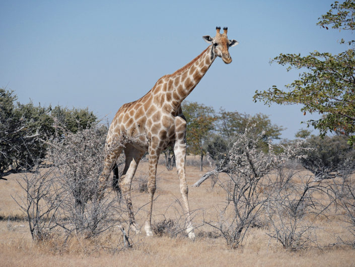 Angolan giraffe