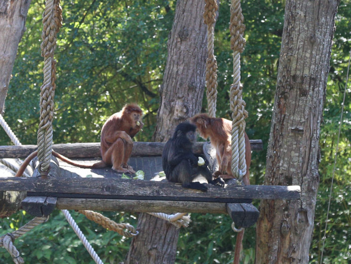 East Javan langur