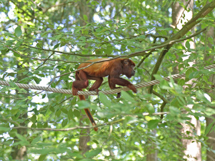 Colombian red howler