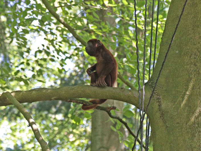 Colombian red howler