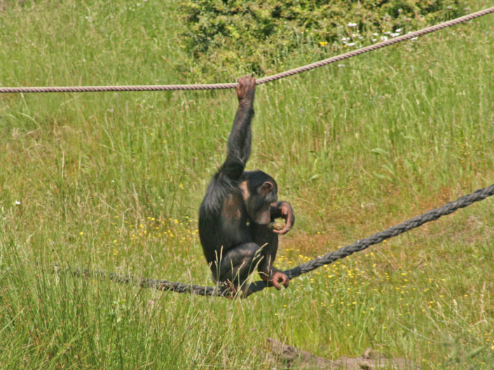 Chimp