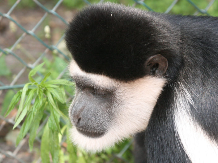 Mantled guereza