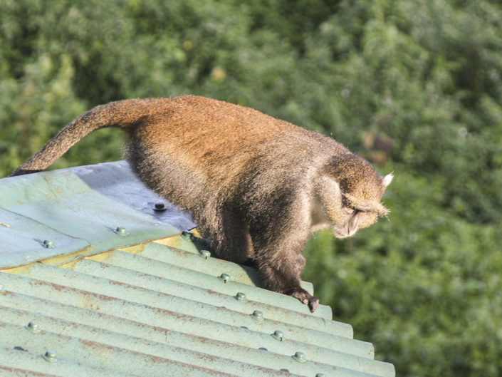 Mount Kenya Sykes' monkey