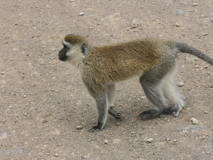 Vervet monkey