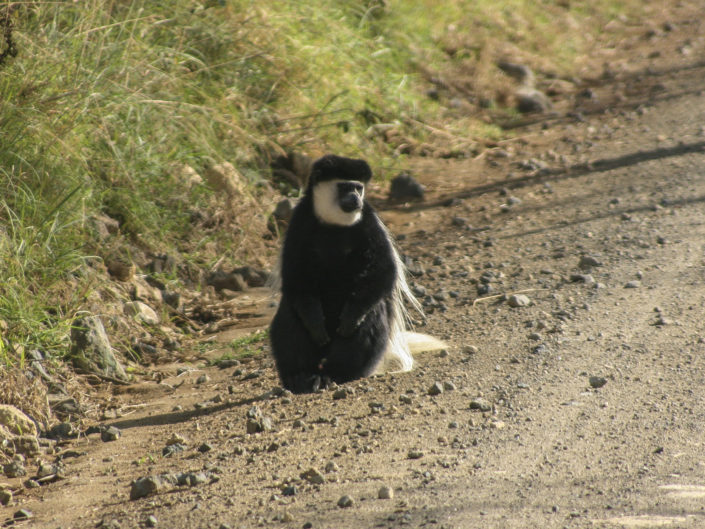 Mantled guereza