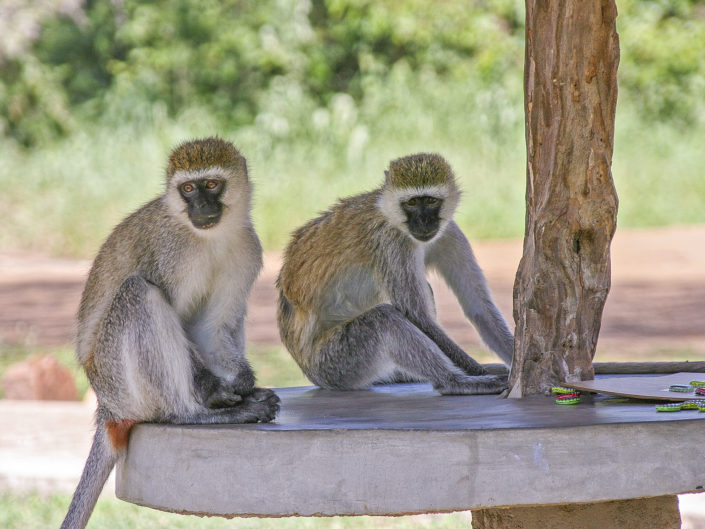 Vervet monkey