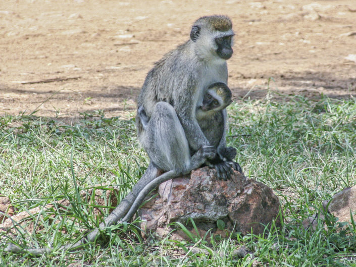 Vervet monkey